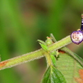 Clidemia sp., Melastomataceae (1)
