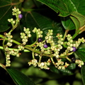 Clidemia sp., Melastomataceae (2)