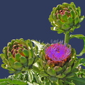 Cynara cardunculus, Asteraceae