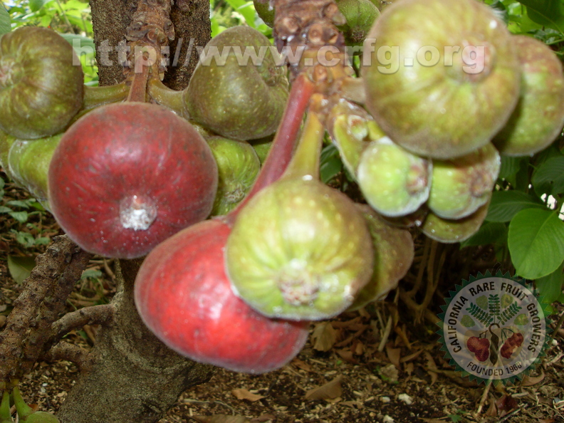 Ficus auriantica - Strawberry Fig