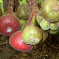 Ficus auriantica - Strawberry Fig