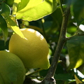 G13_Fino lemon.JPG