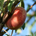 G16_flat peach.JPG
