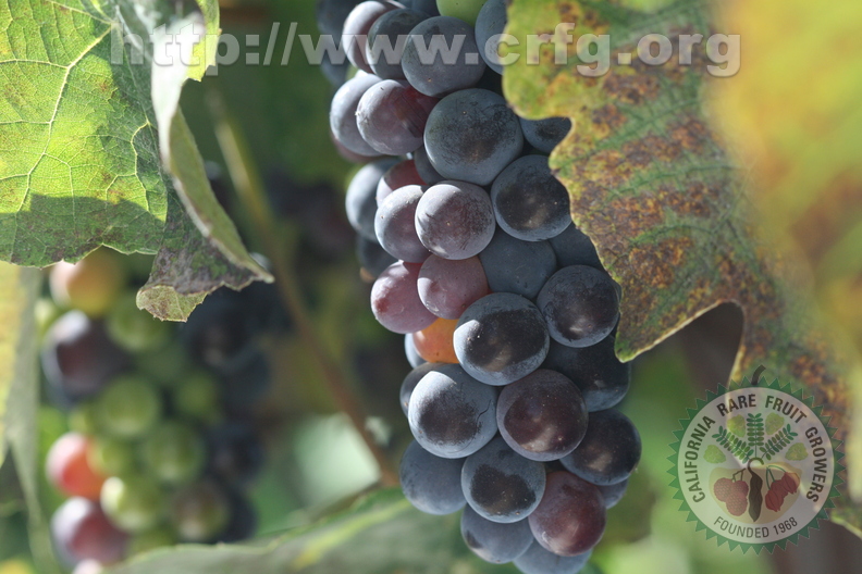 G17_Fragole grapes.JPG