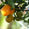G23_long kumquat Nagami.JPG