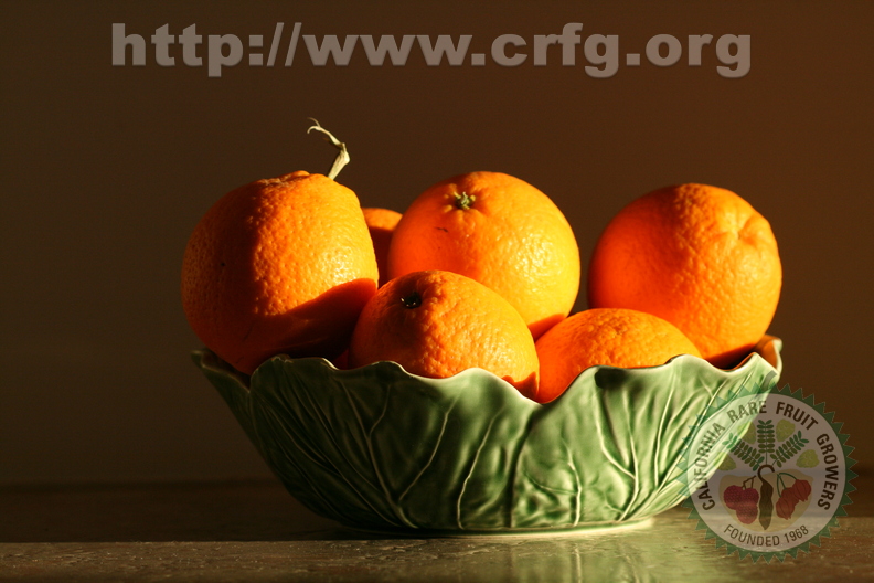 G26_navelina oranges.JPG