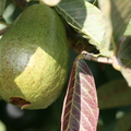 G32_Pink guava.JPG