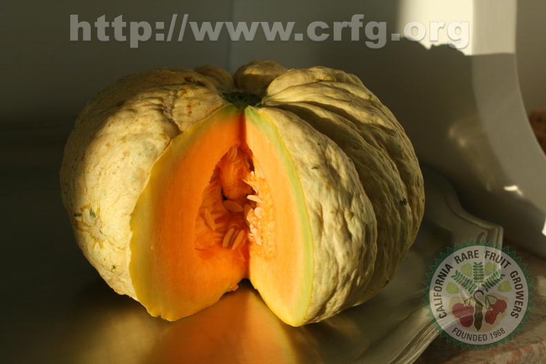 G34_prescott melon.JPG