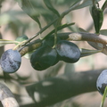 G36_santiago olive.JPG