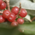 G37_silverberries 1.JPG