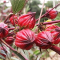 Hibiscus sabdariffa - Roselle