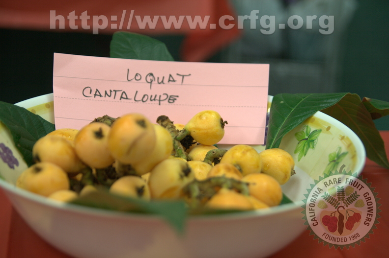 Loquat Cantaloupe San Deigo CA