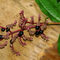Miconia reducens, Melastomataceae (3)