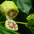 Morinda citrifolia, Rubiaceae