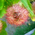 Passiflora foetida, Amazonas