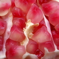 Punica granatum - Evergreen Pomegrate Fruit