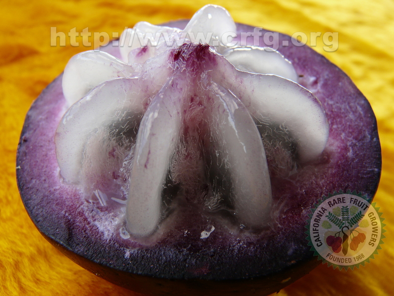 Purple Starapple (Caimito) Supercloseup