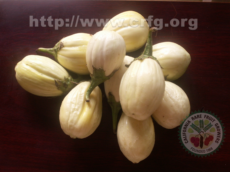 Solanum gilo - White Gilo