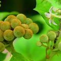 Solanum stramonifolium, Solanaceae