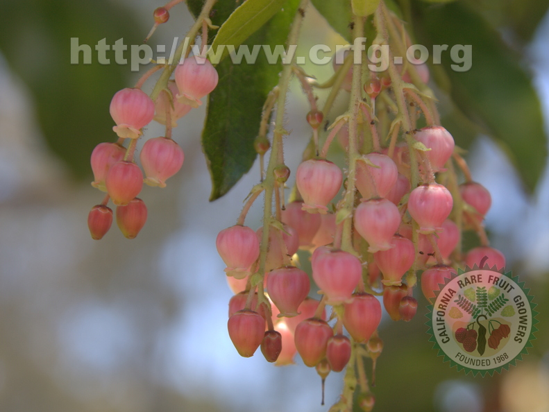 Strawberry_Tree_Blossums_San_Diego_CA.jpg