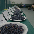 Taste Testing Blueberry in San Diego CA