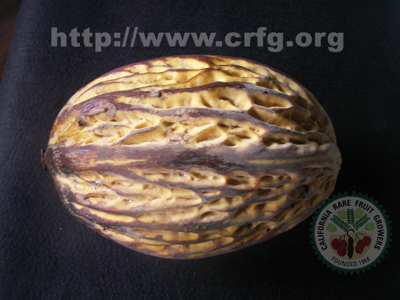 Theobroma bicolor - Peruvian Cacao