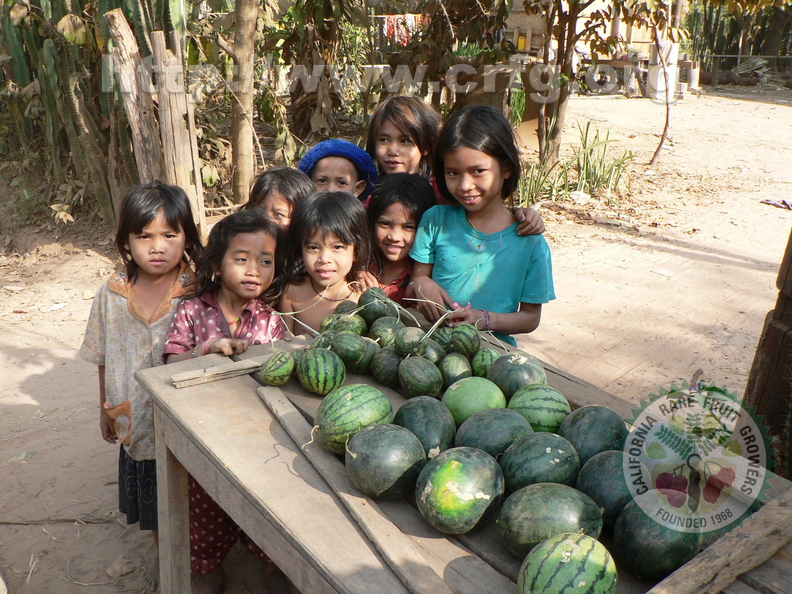 Watermelons in Cambodia