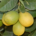 lemonhybrid