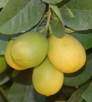 lemonhybrid
