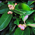 mangosteen flowers 2