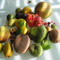 tropical_fruit.JPG