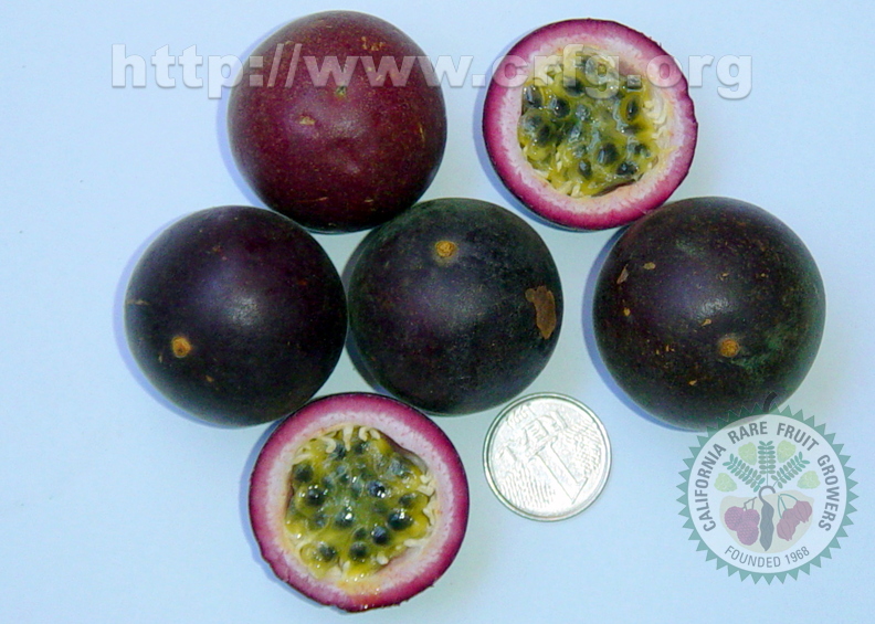 02-09-03 - Passiflora 11-11-2003 11-44-00