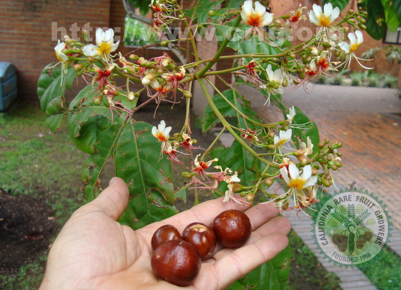 Billia columbiana - Hippocastanaceae - Cariseco
