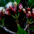 Clove Buds and Flowers
