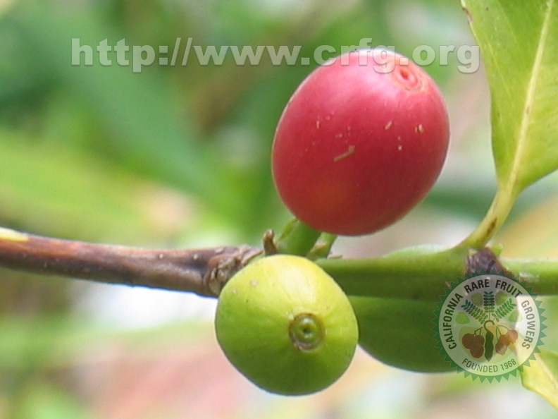 Coffee Beans and stem