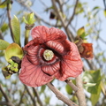 Asimina triloba – Pawpaw (flower)
By Moshe Weiss, Member # 9122
