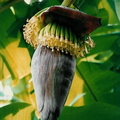 Banana flower bud