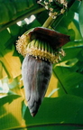 Banana flower bud