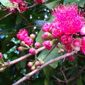 Blossoms of Malay apple