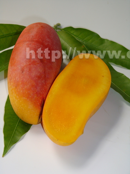 Maha  Chanook mango