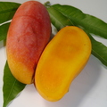 Maha  Chanook mango