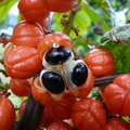 Guarana Fruit Cluster closeup