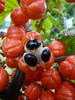 Guarana Fruit Cluster closeup
