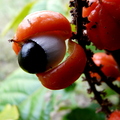 Gurarana Fruit Closeup