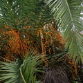 Palm Fruits