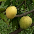 Mango-3