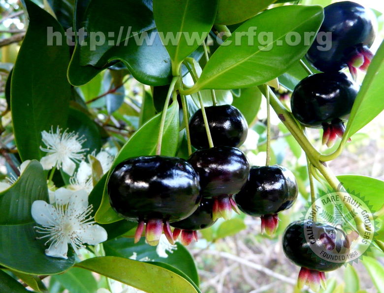 Brazilian Cherry Fruit and Flower on Tree
