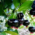 Brazilian Cherry Fruit and Flower on Tree