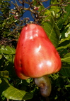 Cashew Apple and Nut Closeup