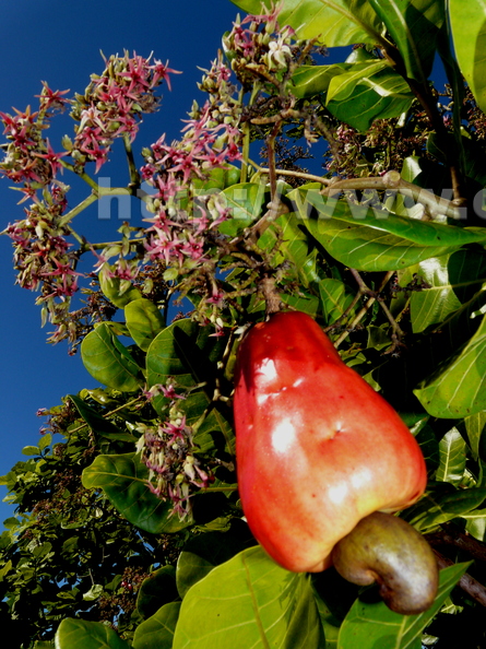 Cashew Apple with Flowers Closeup
